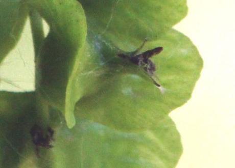 10 pterocarya fl marnay 12 juin 2014 072 (3).jpg