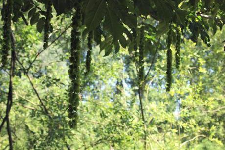 3 pterocarya marnay 12 juin 2014 072 (4).jpg