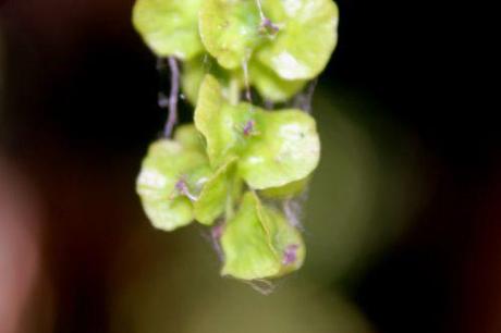 7 pterocarya marnay 12 juin 2014 072 (10).jpg