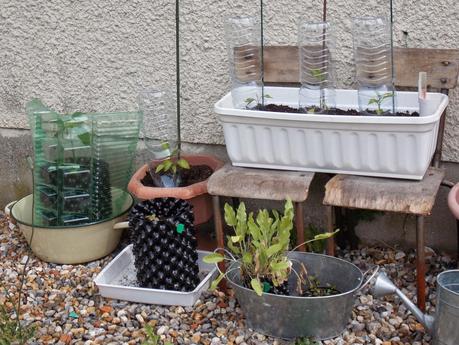 Transformez votre terrasse en jardin nourricier