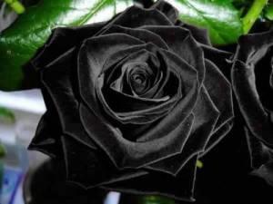 Black Rose of Turkey1