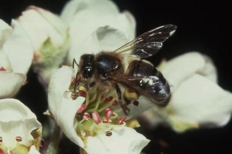 Abeille domestique visitant une fleur de pommier. Des pelotes de pollen sont formées sur les pattes postérieures. © CARRE Serge 