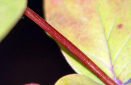 8 hypericum androsaemum tige 14 juin 2014 011.jpg