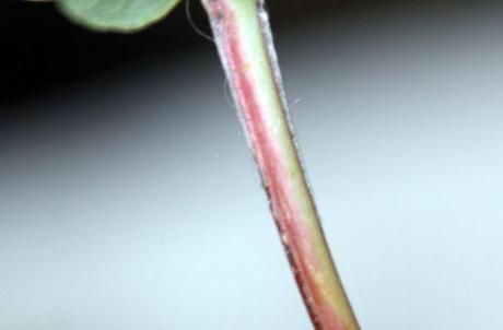 10 hypericum androsaemum tige 14 juin 2014 019.jpg