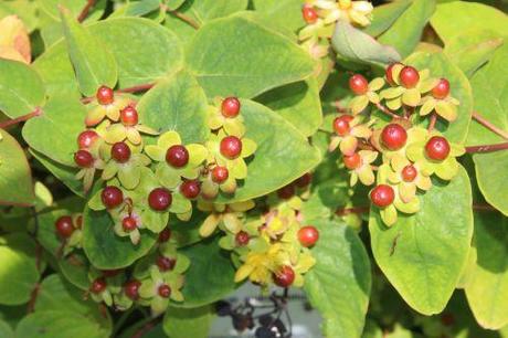 3 hypericum androsaemum marnay 12 juin 2014 052 (2).jpg