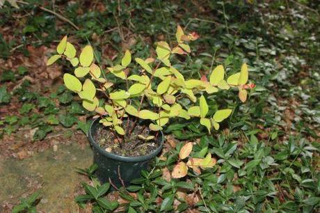 hypericum androsaemum 14 juin 2014 009.jpg