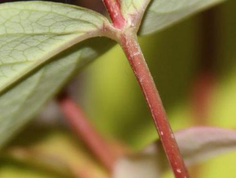 7 hypericum androsaemum  tige 14 juin 2014 015.jpg