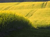 Biocarburants agrocarburants est-ce même chose