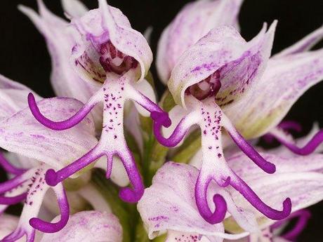 L’orchidée homme nu (Orchis italica)