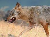 Resitel millions euros