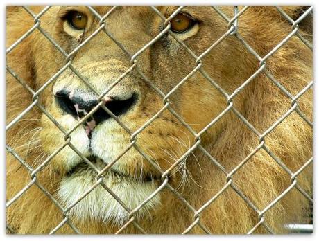 lion en cage.jpg