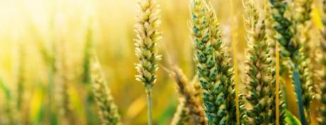 Pour interdire un OGM, les Etats devront demander la permission aux entreprises