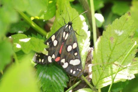 2 callimorpha dominula romi 14 juillet 2013 008.jpg