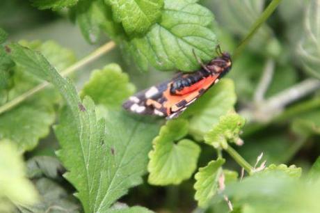 4 callimorpha dominula romi 3 juil  2012 070 (7).jpg