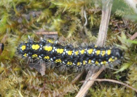 e callimorpha 10 avril 2013 058 (3).jpg