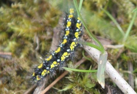 f callimorpha 10 avril 2013 058.jpg