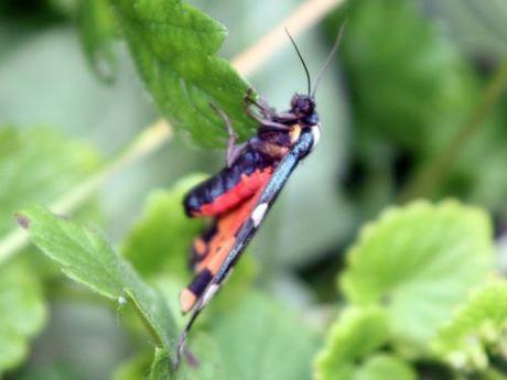 3 callimorpha dominula romi 3 juil  2012 070 (1).jpg