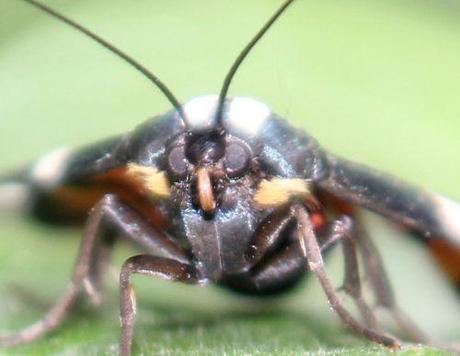 callimorpha dominula romi 3 juil  2012 045 (4).jpg