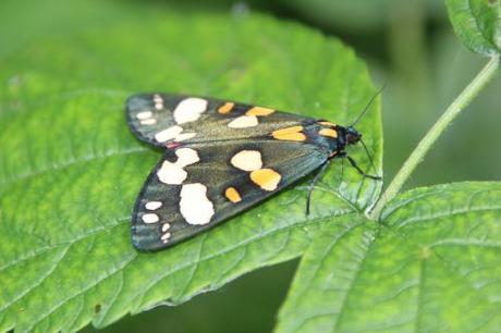 1 callimorpha dominula romi 15 juin 2014 023.jpg