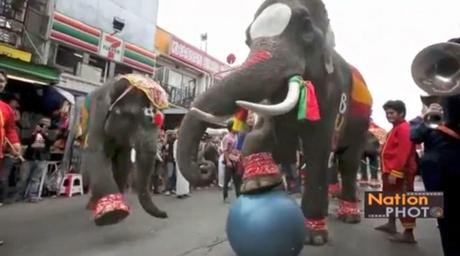 Thaïlande Les éléphants font leur coupe du monde 2014 ( 2 HD)