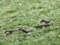 Une nichée d’hermines en vadrouille…