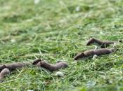 nichée d’hermines vadrouille…