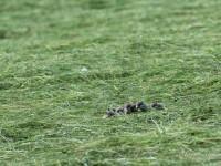 Une nichée d’hermines en vadrouille…