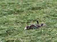 Une nichée d’hermines en vadrouille…