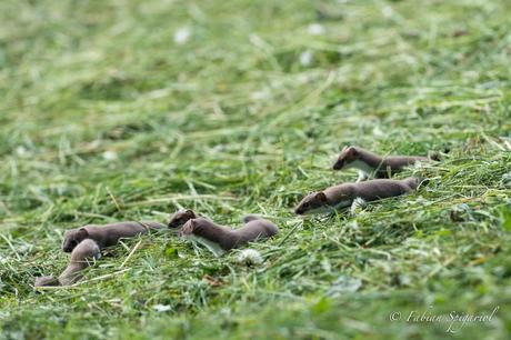 Une nichée d’hermines en vadrouille… Une nichée d’hermines en vadrouille…