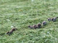 Une nichée d’hermines en vadrouille…