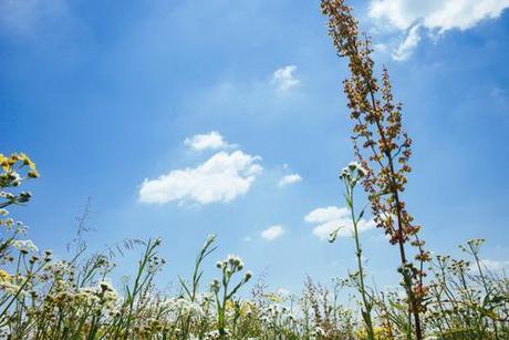 Le vert d'une île #2 L1004371.jpg