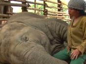 Quand Thaïlande berce fait ronfler éléphants [HD]