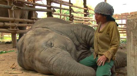 Quand la Thaïlande berce et, fait ronfler ses éléphants [HD]
