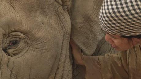 Quand la Thaïlande berce et, fait ronfler ses éléphants [HD]