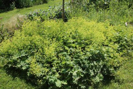 alchemilla marnay 12 juin 2014 045 (2).jpg