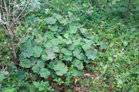 2 alchemille romi 15 sept 2013 011 (1).jpg