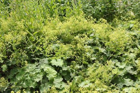 1 alchemille 30 juin 2012 149.jpg