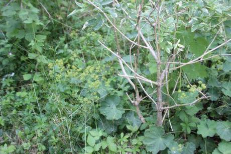 4 alchemilla romi  12 juin 2014 089 (2).jpg