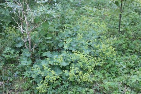 3 alchemilla romi  12 juin 2014 089 (1).jpg