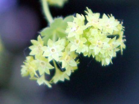 5 alchemille pr romi 2 juin 2011 023.jpg