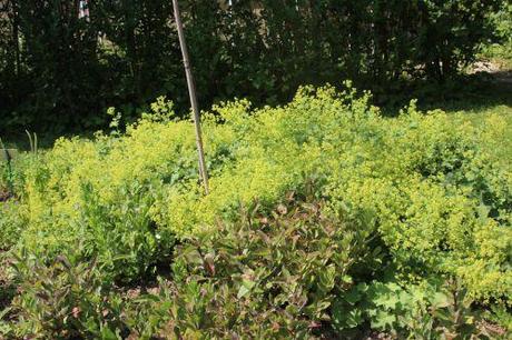 alchemilla marnay 12 juin 2014 045 (1).jpg