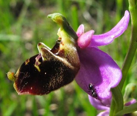 Derniers Ophrys : Oprys bourdon