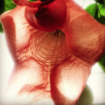 PHOTO : IPhone Photo Awards 2014