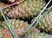 L’Etat brade forêts françaises multinationales