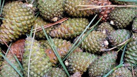 L’Etat brade les forêts françaises aux multinationales