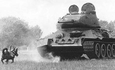 A l'entraînement - car tout le monde aura remarqué qu'il s'agit d'un T-34 soviétique. Notez que les chars Russes possédaient des moteurs diesel contrairement aux allemands à essence