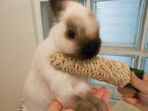 Adopter un lapin. 1- Informations