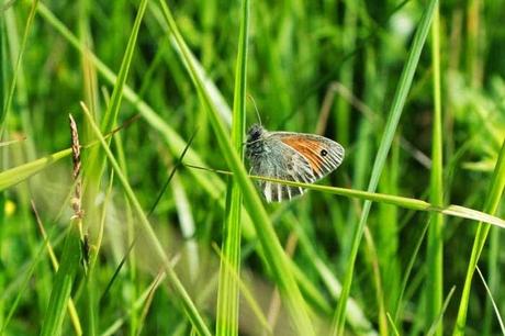 Dans la savane avec le Conservatoire