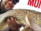 Niklaus mikke, retour!!