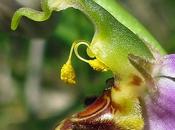 Derniers Ophrys Oprys abeille